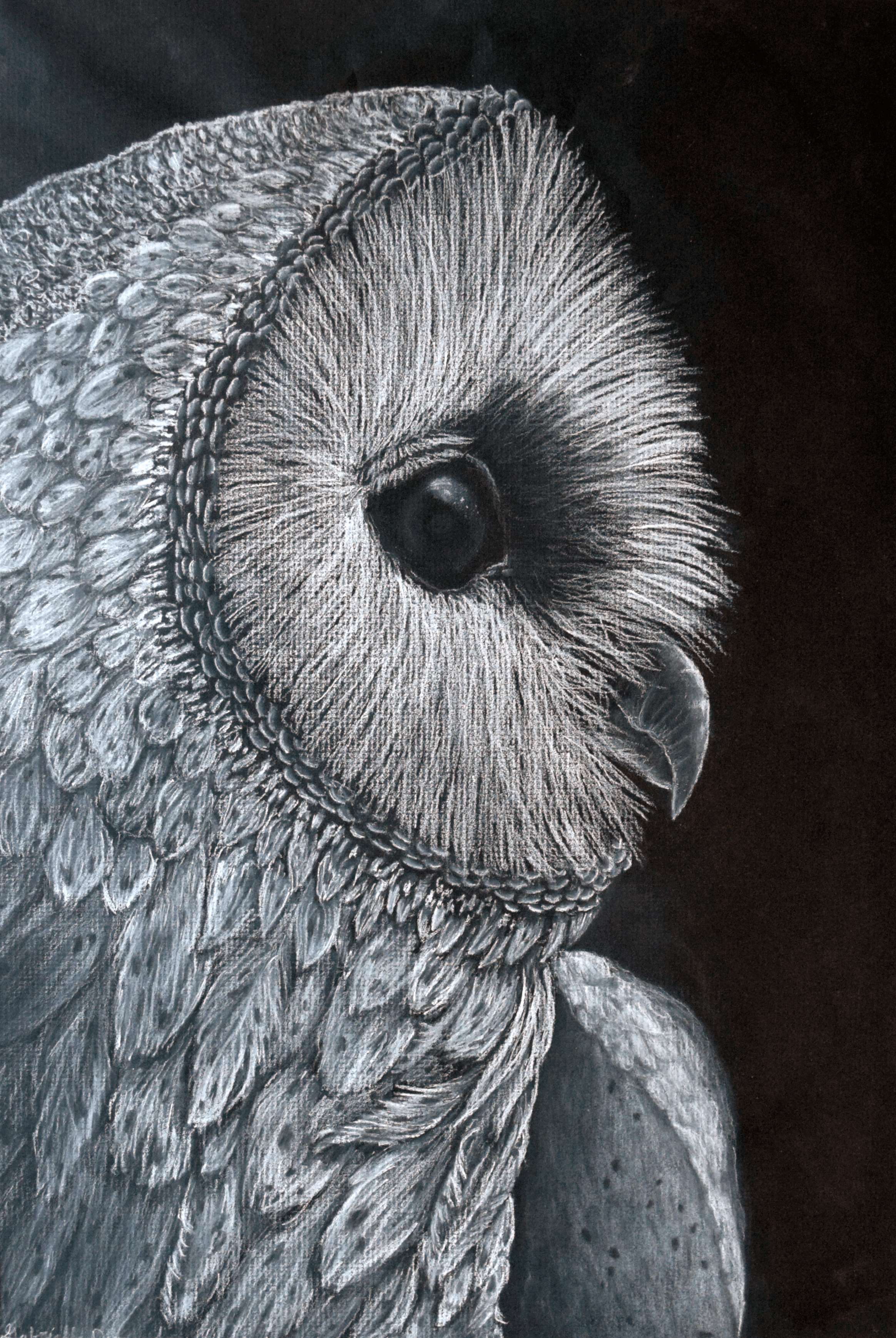 Gabriella S Dorough Owl drawing